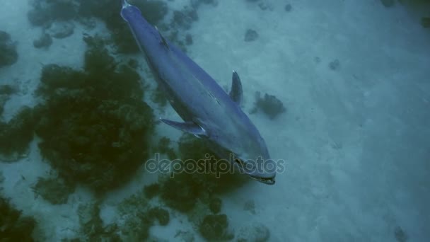 Atún grande nadando sobre el arrecife de coral, palau — Vídeos de Stock