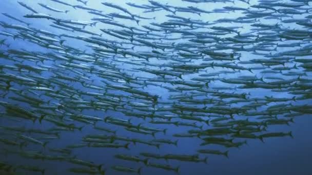 Escola gigante de barracudas sobre recife de coral, palau — Vídeo de Stock