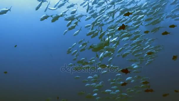 Gray reef shark meet big school of big eye jack fish, palau — Stock Video