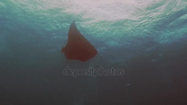 Mantarochen-Schleifen oft, Palau, Mikronesien — Stockvideo