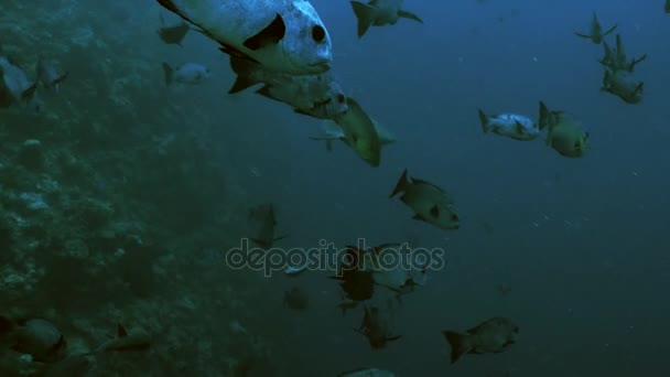 Grey reef shark podejście, Palau — Wideo stockowe