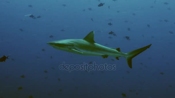 Tiburón arrecife gris en aguas azules, Palaos — Vídeos de Stock