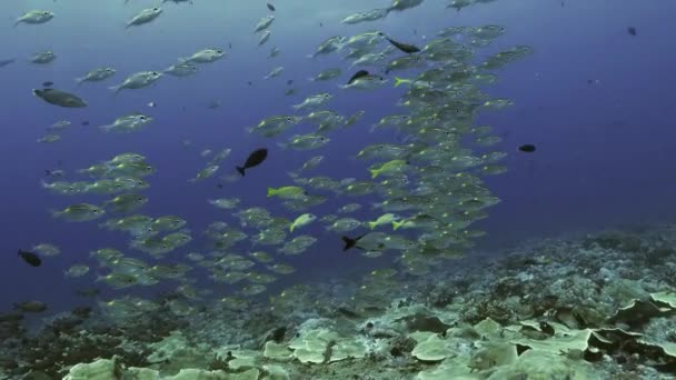 Close approach to schooling tropical fish, Palau — Stock Video