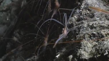 su altında ortak karides mağara, Akdeniz