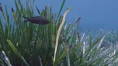 büyük boru balık posidonia Akdeniz deniz arasında
