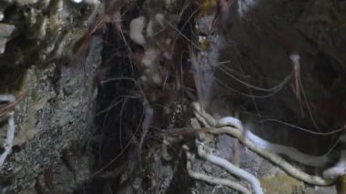 Su altında içinde karides mağara, Akdeniz