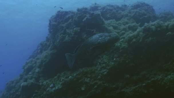Mero en la pared del arrecife mediterráneo — Vídeo de stock