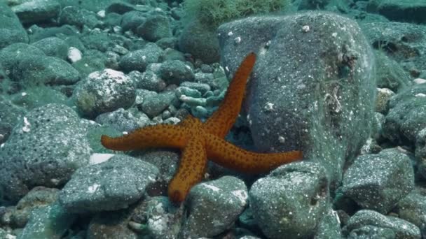Red star fish in mediterranean sea — Stock Video