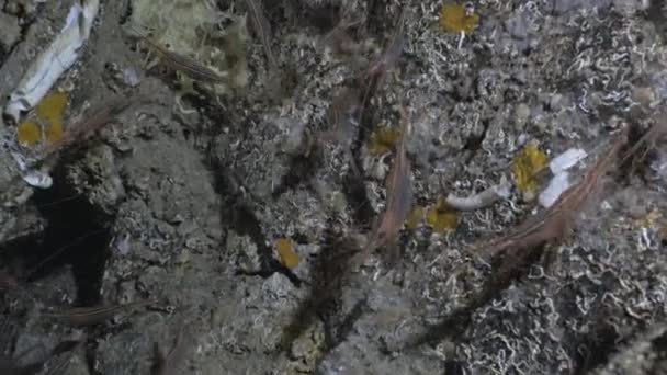 Sotto l'acqua colpo di gamberetti in grotta, mare mediterraneo — Video Stock