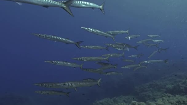 Escuela media de barracudas en aguas abiertas — Vídeos de Stock