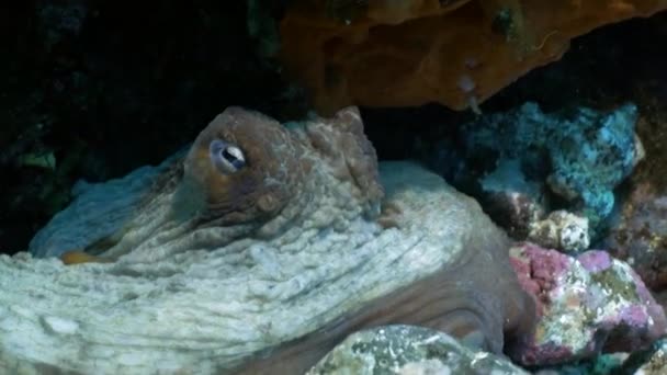 Nära upp skott av bläckfisk i grotta — Stockvideo