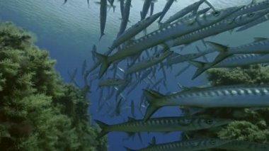 Akdeniz okullaşma barracudas frontal Sualtı çekim