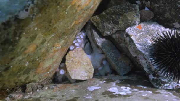 Octopus behind stones — Stock Video