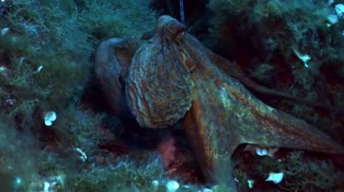 Akdeniz resif, ahtapot