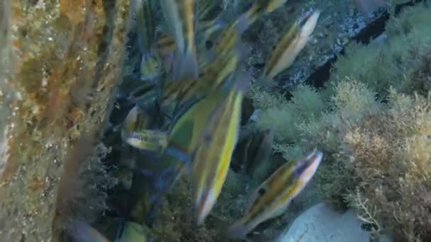 Σχολείο των ψαριών lip στο σκοπέλων Μεσογείου — Αρχείο Βίντεο