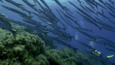 Dev barracudas Akdeniz resif, Ustica üzerinden okulun