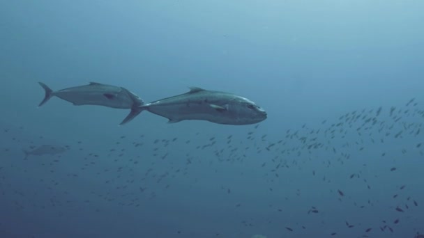 Zwei bernsteinfarbene Klapperfische in blauem Wasser Ambiente, Ustica, Italien — Stockvideo