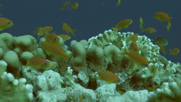 Okullaşma anthias mercan, Kızıldeniz üzerinden — Stok video