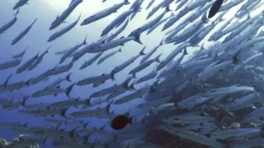 Barakuda mercan, Kızıldeniz üzerinden büyük Okulu