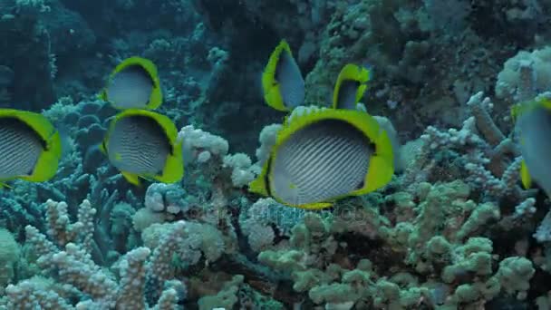 Grup tropikal balıklar sağlıklı mercan resif ortamında, Kızıldeniz — Stok video