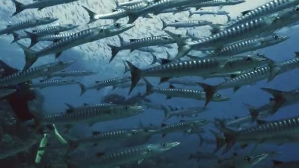 École géante de barracudas au-dessus du récif corallien, Mer Rouge — Video