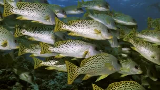 A l'intérieur d'un banc de poissons tropicaux, Mer Rouge — Video