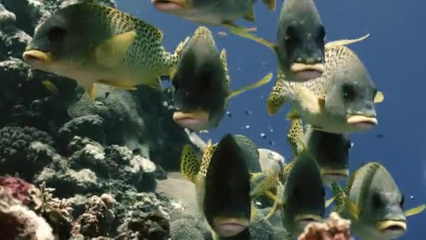 Frontaufnahme von tropischen Fischen, rotes Meer — Stockvideo
