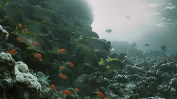 School voor tropische vissen bij het koraalrif, rode zee — Stockvideo