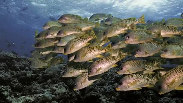 Huge school of tropical fishes at coral reef, Red Sea — Stock Video