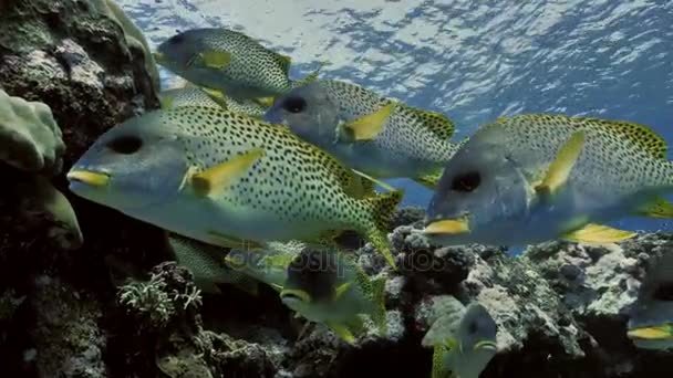 Grupp av tropiska fiskar på reeftop, röda havet — Stockvideo