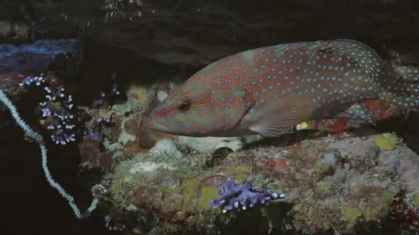 Πορτρέτο πυροβολισμό πολύχρωμο κοράλλι Σφυρίδα σε Ερυθρά θάλασσα — Αρχείο Βίντεο