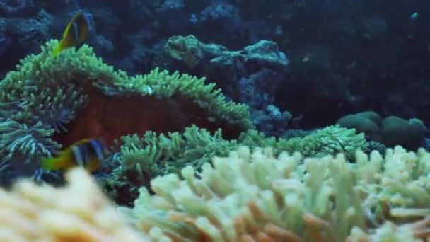 Group of anemones and clown fishes in Red sea — Stock Video