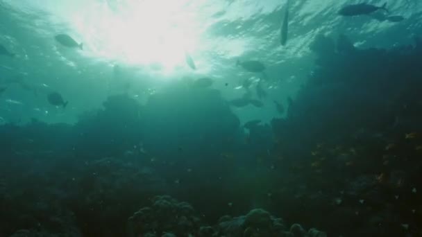 Coral reeftop in evening mood, Red Sea — Stock Video