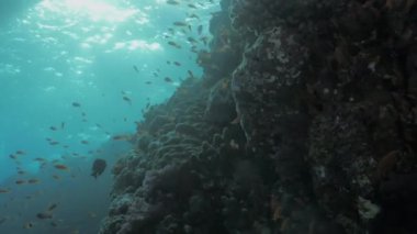 havanda su altında vurdu, akşam, Kızıldeniz mercan reeftop