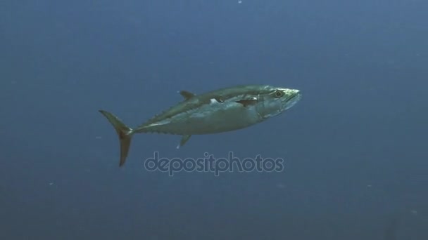 Tuna in open water, Red Sea — Stock Video