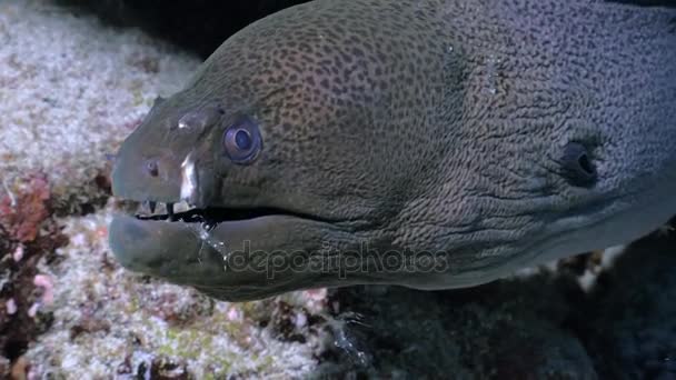 Wounded giant moray eel and cleaning shrimp, Red Sea — Stock Video