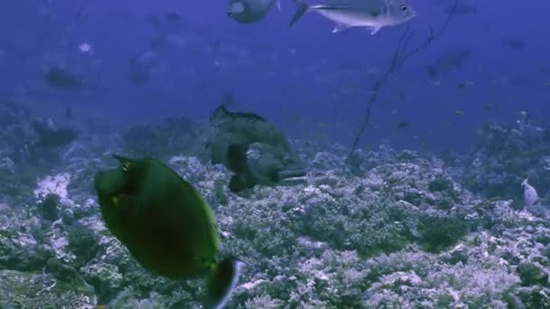 Cernia nel paesaggio della barriera corallina, Mar Rosso — Video Stock