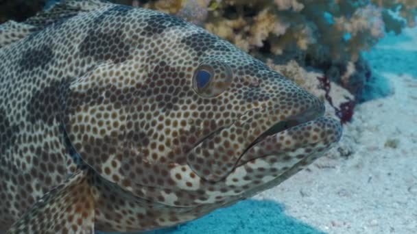 Nära upp skott av vilande grouper, röda havet — Stockvideo