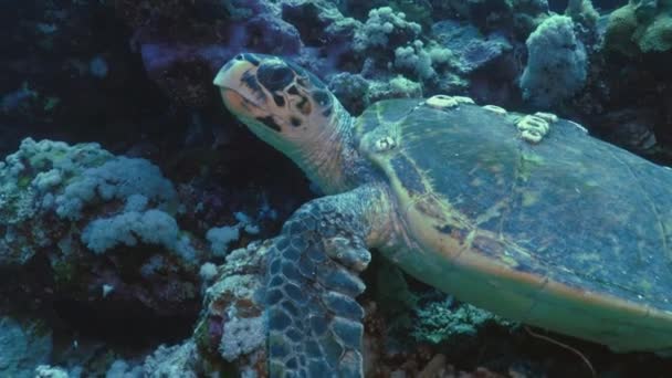 Морская черепаха в коралловом рифе, Красное море — стоковое видео