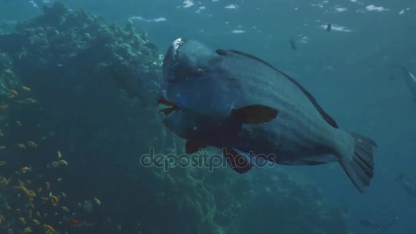 紅海のサンゴ礁で巨大な humphead ブダイ — ストック動画