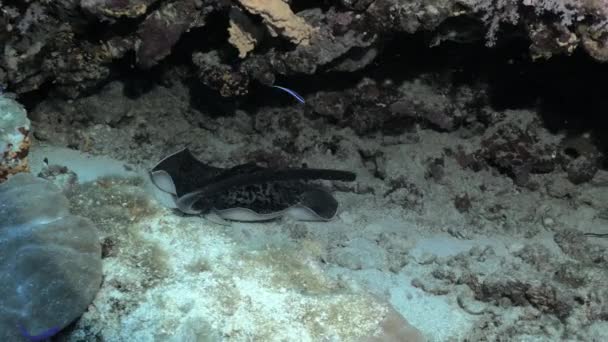 Marmorerad stingrocka i under vatten grotta, röda havet — Stockvideo