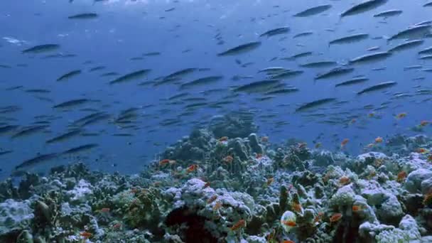 École de sardines au récif corallien, Mer Rouge — Video