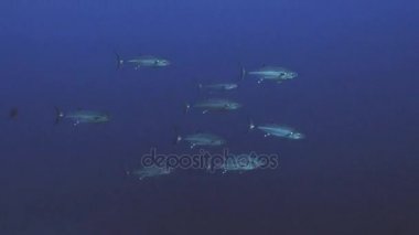 Genç palamut tunas açık suda, Kızıldeniz Okulu