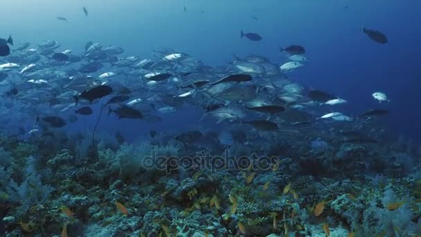 Hatalmas iskola trópusi hal, coral reef, Vörös-tenger felett — Stock videók