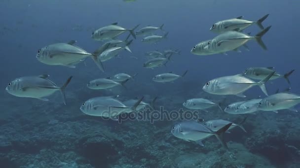 Medium group of big eye jack fish, Red Sea — Stock Video