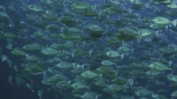 Enorma stim av tropiska fiskar, röda havet — Stockvideo