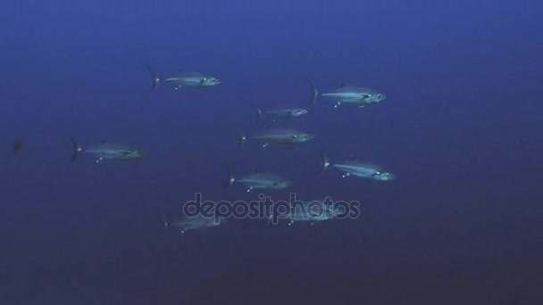 School of young bonito tunas in open water, Red Sea — Stok Video