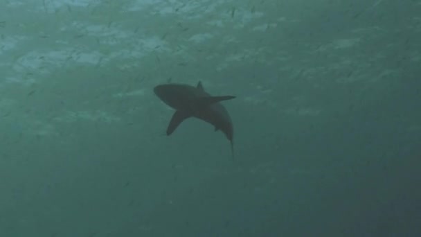 Tiburón sedoso bajo la superficie del agua, Mar Rojo — Vídeos de Stock