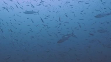 Tuna içinde okullaşma sardalya, Kızıldeniz