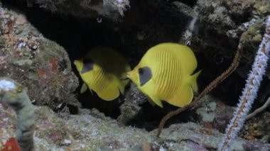 iki tropikal balık mercan kayalığı peyzaj, Kızıldeniz